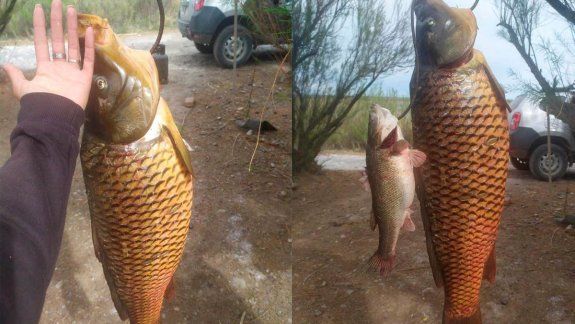 Ensayan la pesca comercial de carpas en canales de riego