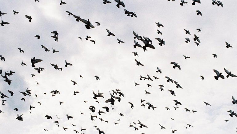 Los mensajes de las palomas en la vieja Neuquén