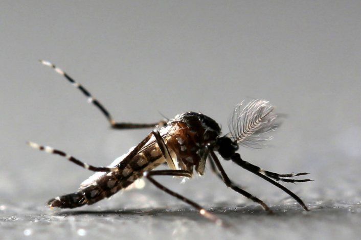 Los mosquitos no pueden transmitir el Covid-19.