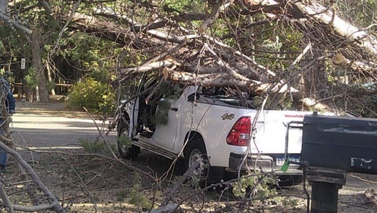Árboles, semáforos y una camioneta arruinada, los destrozos del viento en Neuquén