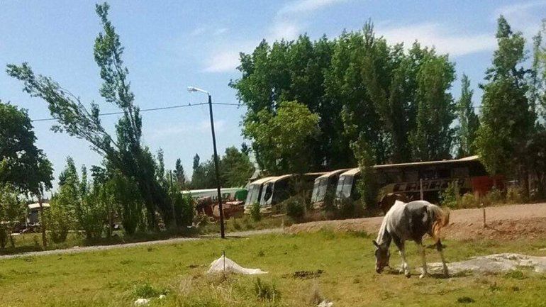 Denuncian que los caballos están todo el día atados al rayo del sol.