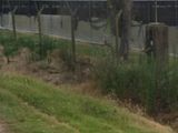 El brutal hallazgo de un nene de dos años muerto: estaba lleno de mordeduras