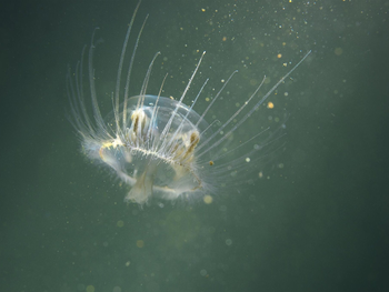 La medusa asiática fue detectada en tres lagos del Parque Nacional Nahuel Huapi desde 2023. La medusa asiática fue detectada en tres lagos del Parque Nacional Nahuel Huapi desde 2023.