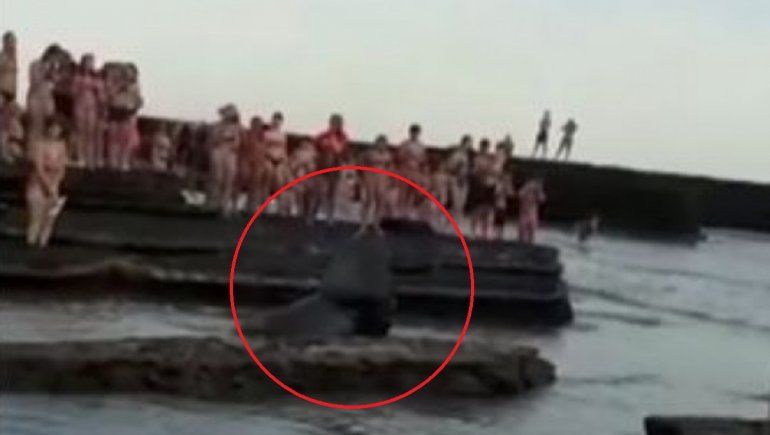 Bronca por un grupo de bañistas que molestó a un lobo marino