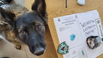 Candy, la perra policía de Santa Cruz: empezó a ser entrenada en 2016 en Puerto San Julián, cuando todavía era cachorra. Candy, la perra policía de Santa Cruz: empezó a ser entrenada en 2016 en Puerto San Julián, cuando todavía era cachorra.