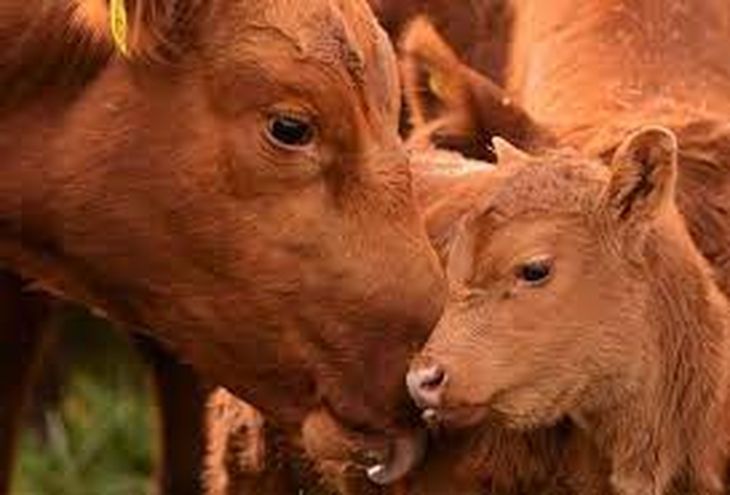 Las provincias que más vacas perdieron, en relación a su inventario fueron Santiago del Estero (-5,8%) y Córdoba (-5,3%). Las provincias que más vacas perdieron, en relación a su inventario fueron Santiago del Estero (-5,8%) y Córdoba (-5,3%).