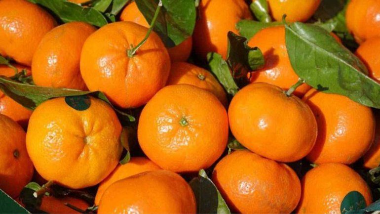 La mandarina les da pelea a enfermedades infecciosas y duras
