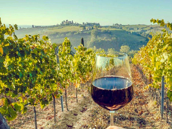 El inconfundible paisaje de la Toscana italiana en donde el vino es protagonista. Foto: Agencia Noticias Argentinas / Tuscany Tourism