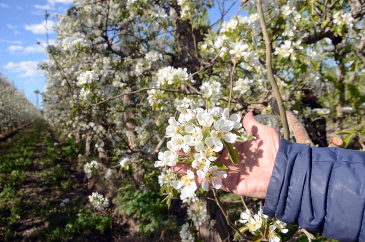 La floraci&oacute;n en los montes del Valle de R&iacute;o Negro y Neuqu&eacute;n no tuvo problemas.