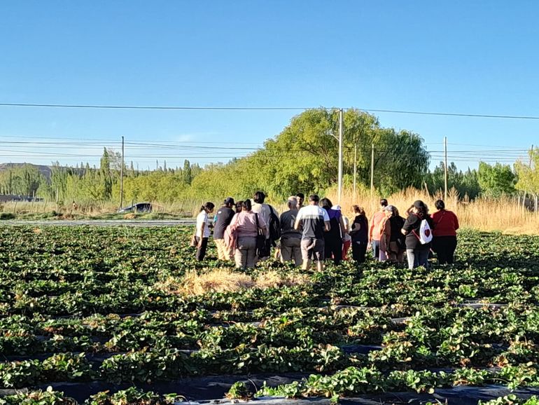 Estudiantes del Puesto de Plottier conocen una plantación de fruta fina. Estudiantes del Puesto de Plottier conocen una plantación de fruta fina.