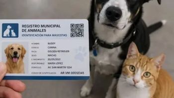El DNI obligatorio permite identificar a cada perro o gato y vincularlo con la persona responsable de su cuidado. El DNI obligatorio permite identificar a cada perro o gato y vincularlo con la persona responsable de su cuidado.