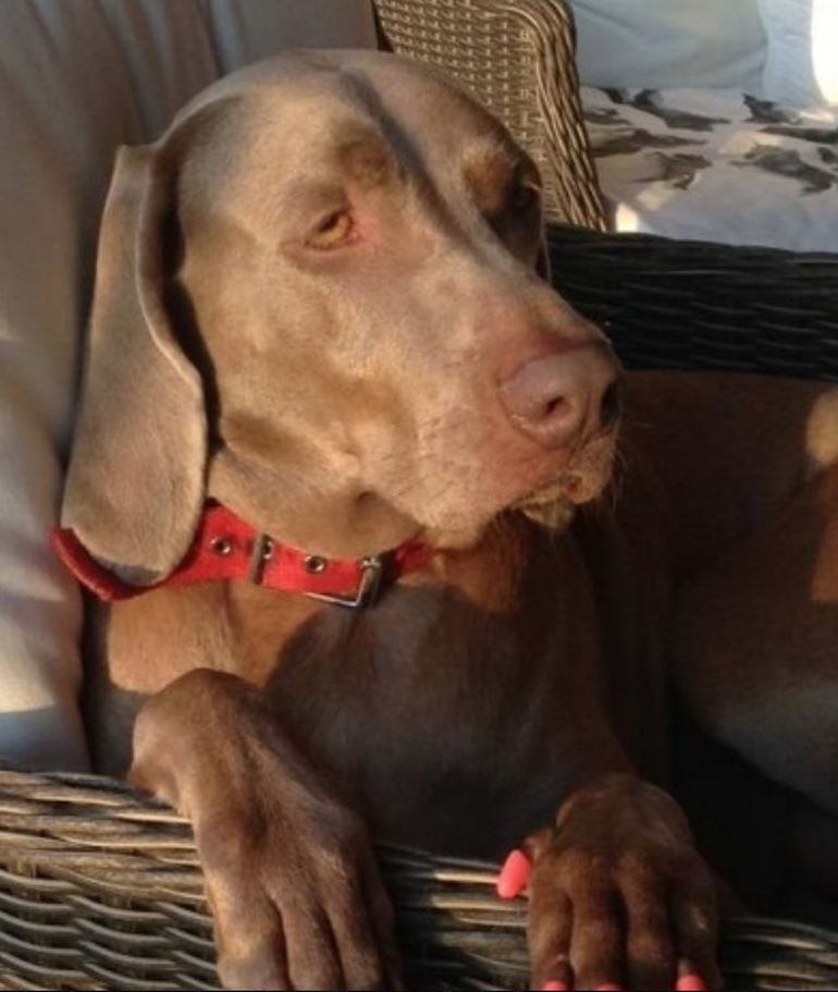 Thelma era la perra favorita de Susana Giménez.