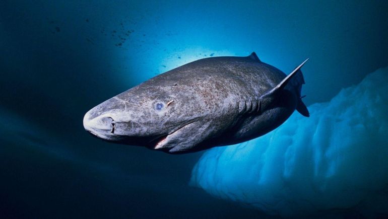 Apareció el tiburón más viejo de la historia: tiene 500 años