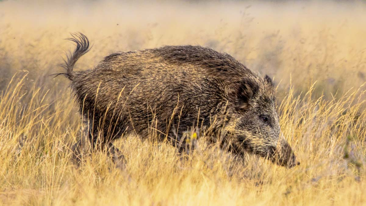 Las hozadas del jabalí alteran el suelo, la vegetación y desplazan a especies nativas en parques nacionales. Las hozadas del jabalí alteran el suelo, la vegetación y desplazan a especies nativas en parques nacionales.