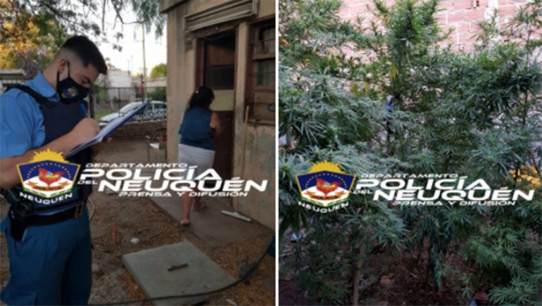 La Policía secuestró dos bicicletas y 13 plantas de marihuana de distinto tamaño.