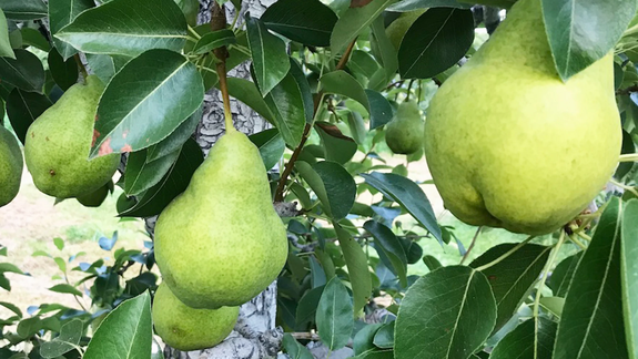 Argentina rompe récord de exportación de peras en plena crisis