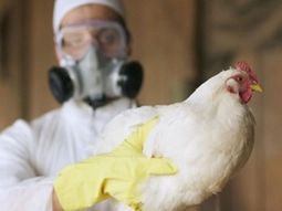 argentina vuelve a ser libre de influenza aviar: lo confirmo el senasa argentina vuelve a ser libre de influenza aviar: lo confirmo el senasa