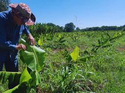 El Banco se creó en 2021 en el Área IPAF Región NEA en su sede de Laguna Naineck, Formosa. El Banco se creó en 2021 en el Área IPAF Región NEA en su sede de Laguna Naineck, Formosa.