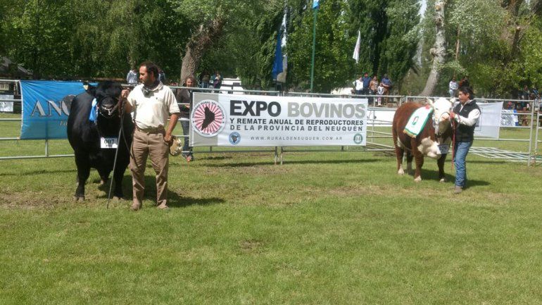Con el remate, terminó con éxito la Quinta Expo Bovina
