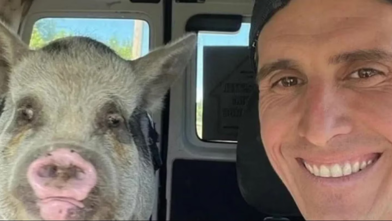 Adoptó una chancha de mascota, pero se la quería comer a la parrilla
