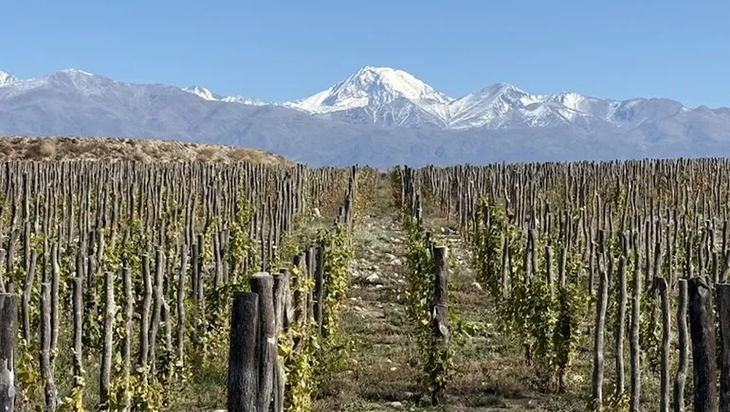 De Norte a Sur, la producción de vino argentino se da en casi todo el país. De Norte a Sur, la producción de vino argentino se da en casi todo el país. 