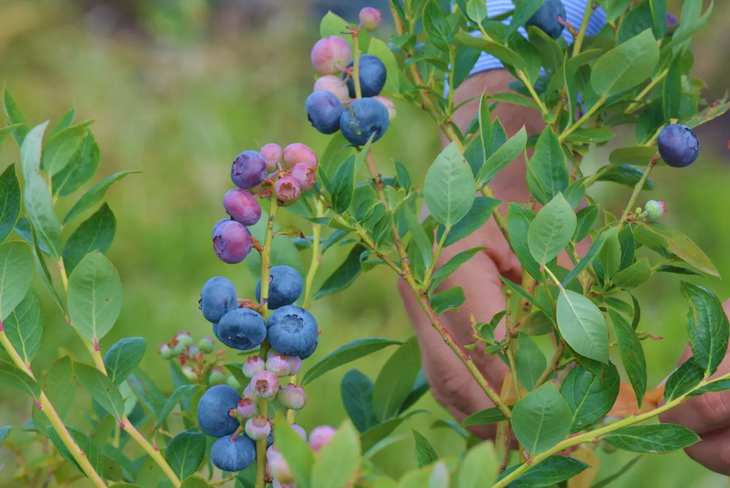 INTA impulsa nuevas variedades de ar&aacute;ndano adaptadas al NEA para mejorar rindes y calidad