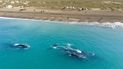 Se podrá llegar por asfalto a la playa de Chubut donde se hace avistaje de ballenas desde la costa.
