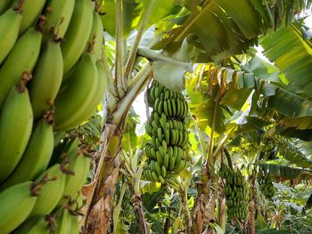 La expansión del TR4 y la Sigatoka negra pone en jaque a millones de pequeños productores en la región. La expansión del TR4 y la Sigatoka negra pone en jaque a millones de pequeños productores en la región.