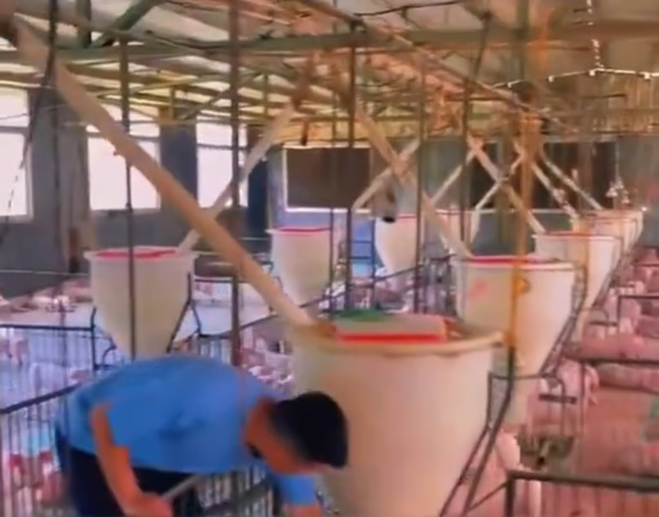 Trabajadores en bioseguridad: 800 especialistas supervisan 1.500 cerdos cada uno en un entorno controlado. Trabajadores en bioseguridad: 800 especialistas supervisan 1.500 cerdos cada uno en un entorno controlado.