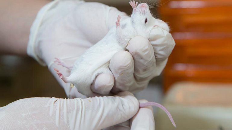 La vacuna ya fue probada en ratones y en macacos. La vacuna ya fue probada en ratones y en macacos.