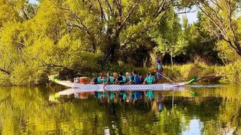 plantaran sauces criollos en la reserva rincon limay, en plottier