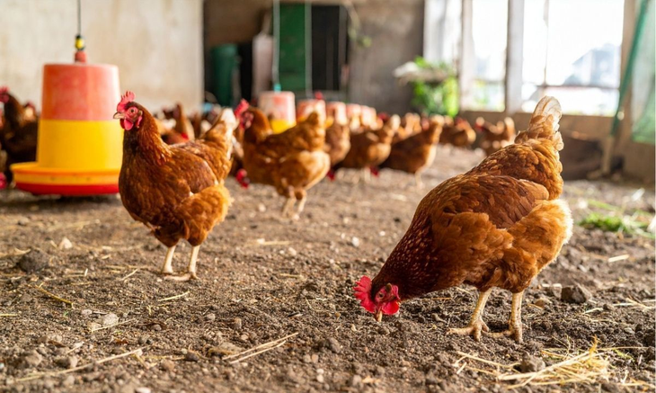 Las moscas son una de las plagas más persistentes en los gallineros, especialmente durante los meses cálidos. Las moscas son una de las plagas más persistentes en los gallineros, especialmente durante los meses cálidos. 
