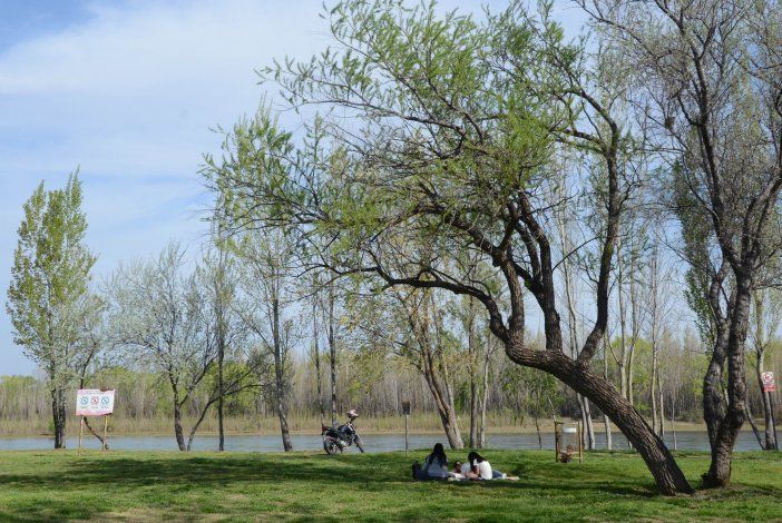 Refuerzan la pelea para salvar a los sauces criollos