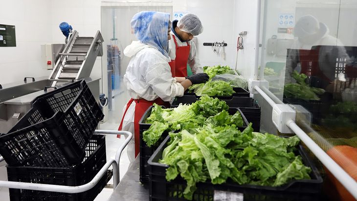 Envasado de verduras frescas Easy Veggie en la ciudad de Neuquén.