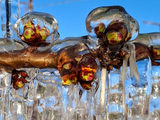 El secreto detrás de las cerezas que resistieron el frío extremo