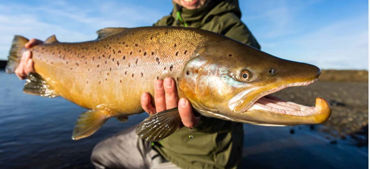Avanza la invasi&oacute;n del salm&oacute;n Chinook y crece la preocupaci&oacute;n por el equilibrio del r&iacute;o Limay