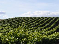 La industria del vino enfrenta su peor momento en décadas, con cifras a la baja que están obligando a los productores a redefinir su modelo productivo. La industria del vino enfrenta su peor momento en décadas, con cifras a la baja que están obligando a los productores a redefinir su modelo productivo.