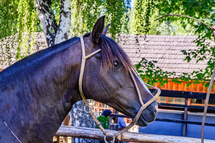 La Expo Rural de Neuquén y Exposición de Caballos de la Patagonia presentó un nutrido calendario de actividades. Foto: gentileza SRN. La Expo Rural de Neuquén y Exposición de Caballos de la Patagonia presentó un nutrido calendario de actividades. Foto: gentileza SRN.