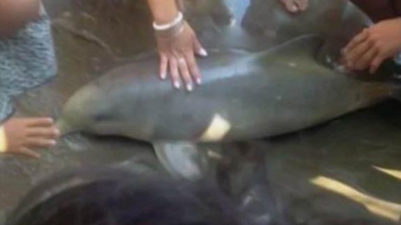 Otro delfín murió en la orilla mientras le sacaban fotos