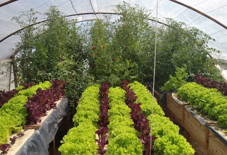 El estudio se lleva a cabo en Santa Fe. Foto: INTA El estudio se lleva a cabo en Santa Fe. Foto: INTA