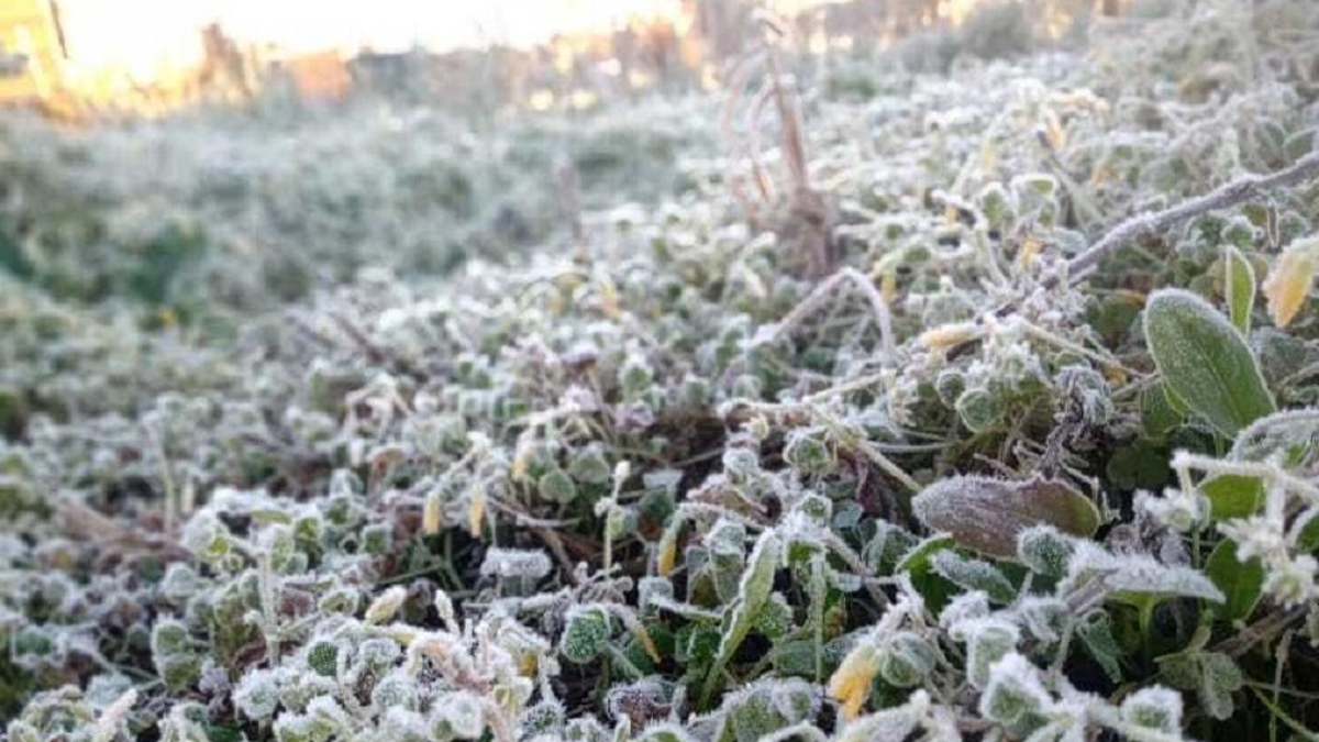 Llegan las primeras heladas a Neuquén, ¿cómo cuidar las plantas del frío? thumbnail