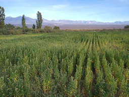 Quinua, una opción atractiva para productores interesados en innovar en sus sistemas agrícolas. Quinua, una opción atractiva para productores interesados en innovar en sus sistemas agrícolas.