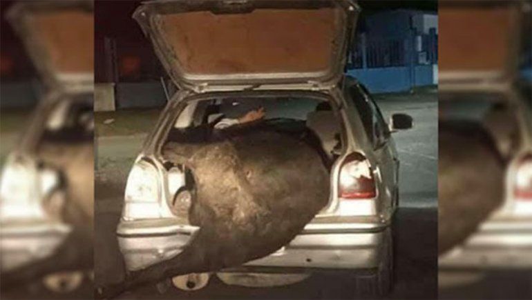 Volcó un camión con ganado y se llevó una vaca en el baúl