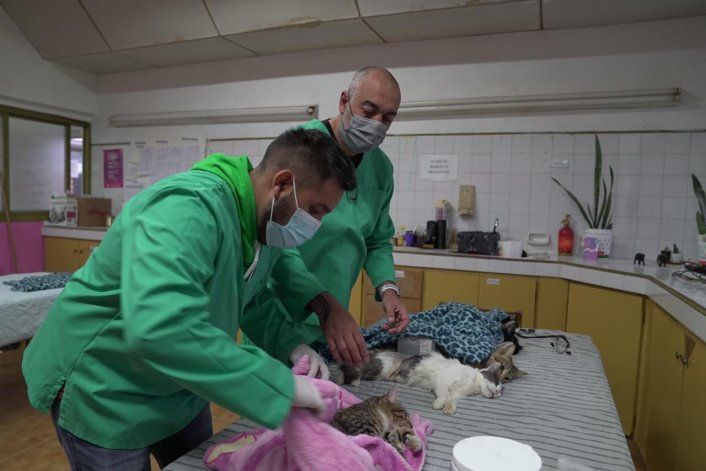 Habrá castración especial de gatos en Parque Industrial