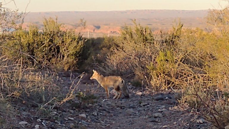 Liberaron a un zorrito que habían atropellado en El Chocón
