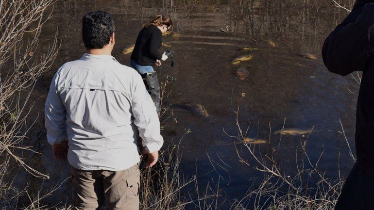 Productores enojados tras conocerse la causa de la mortandad de peces en el río Negro