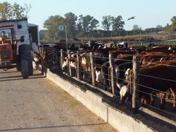 la participacion del feedlot en la faena no para de crecer la participacion del feedlot en la faena no para de crecer