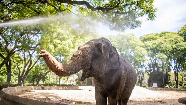 La elefanta Mara sí puede salir de viaje