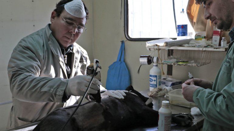 Las mascotas son castradas gratis a pedido de sus dueños.