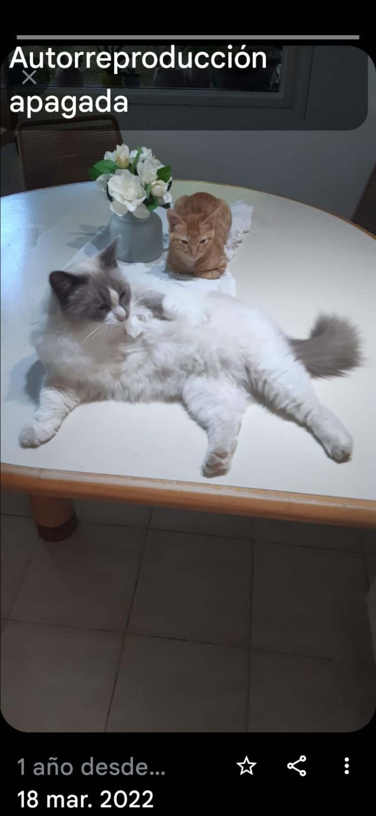 Buscan a su lindo gatito por todo Cipolletti y ofrecen $150 mil de recompensa